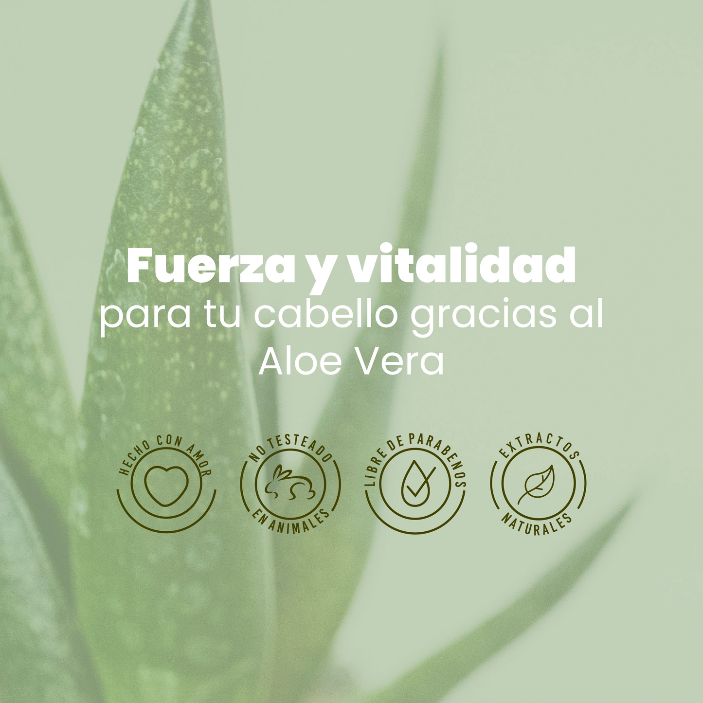 Shampoo con Aloe